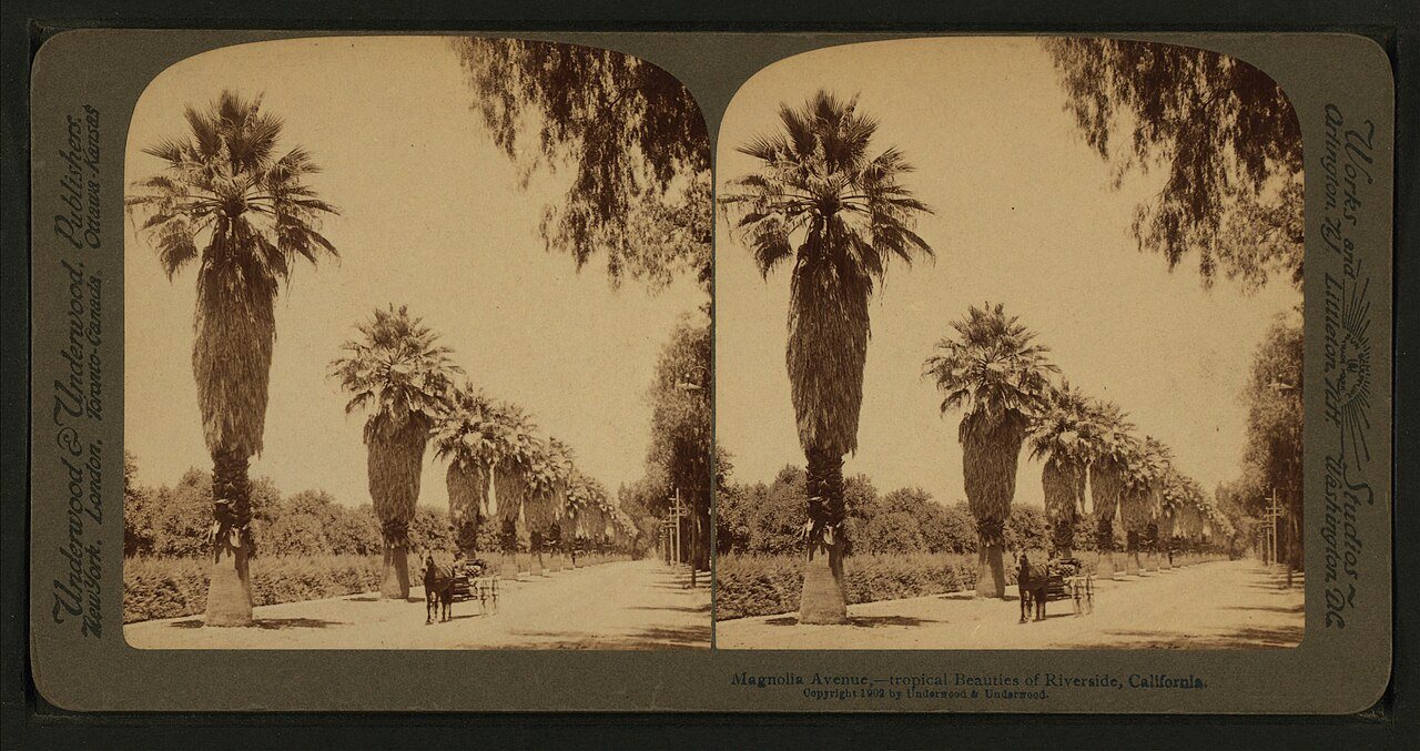 Magnolla Avenue,- tropical beauties of Riverside, California