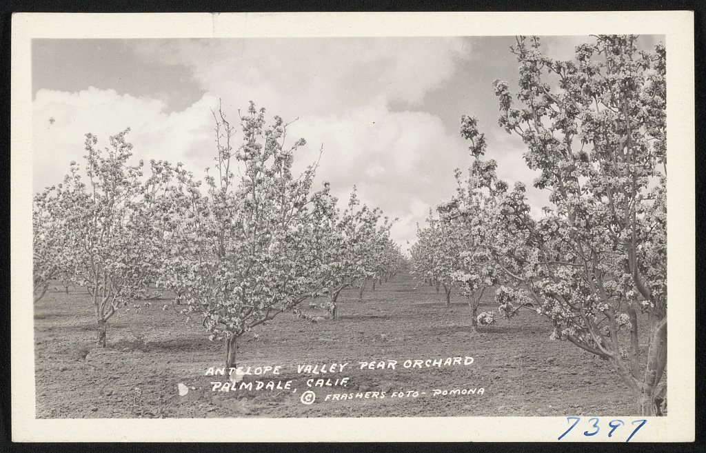 Antelope Valley pear orchard