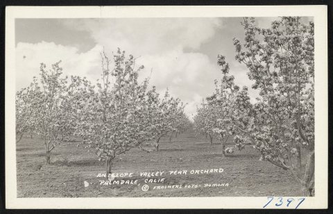 Antelope Valley pear orchard