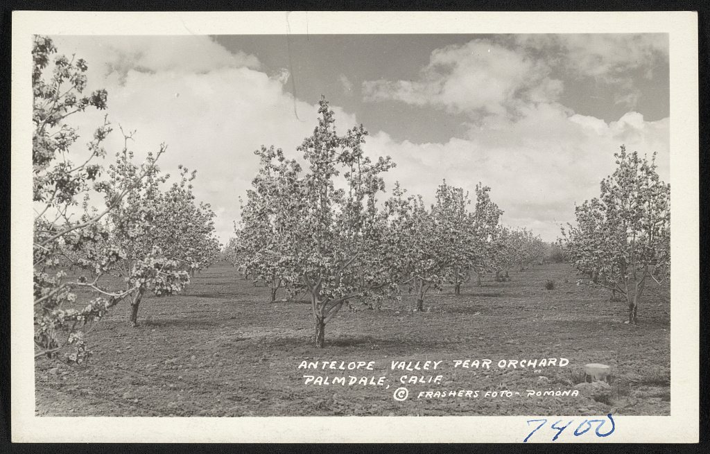 Antelope Valley pear orchard