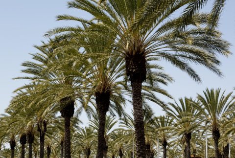 Palm tree palms form line in a shopping center