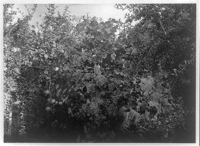 Bakersfield a cottage home, Black Hamburgs