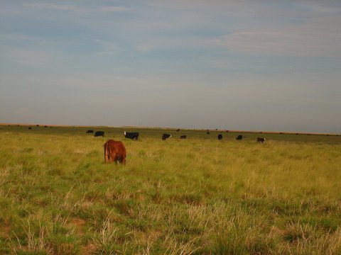 Cattle grazing between Denver City and Morton, TX Picture 1900