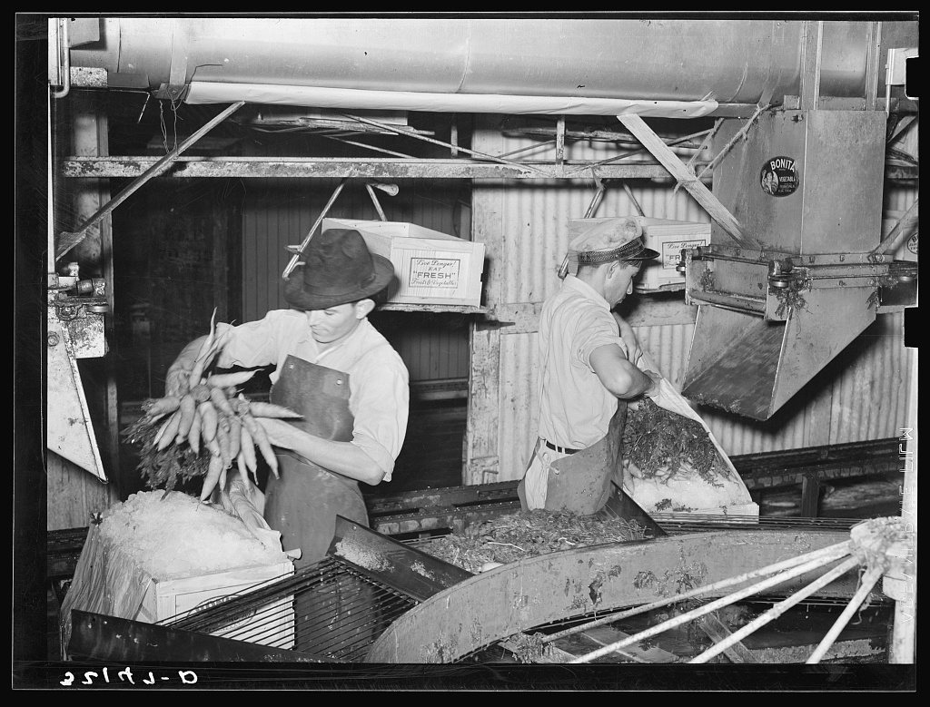 Packing carrots into boxes. Vegetable packing plant