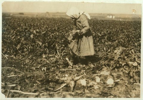 Eight-year-old girl (see label 4006). She is very skilful [sic] topping the beets, but this work is very fatigueing [si…