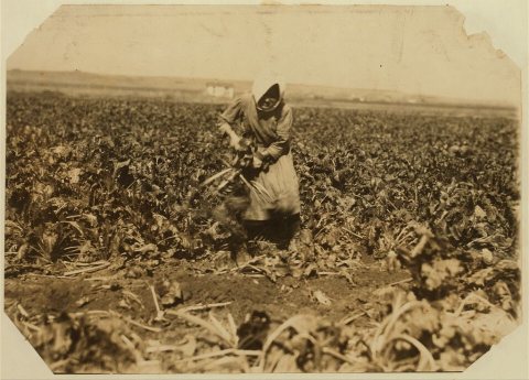 Eight-year-old girl (see label 4006). She is very skilful [sic] topping the beets, but this work is very fatigueing [si…