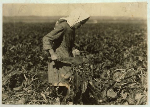 Eight-year-old girl (see label 4006). She is very skilful [sic] topping the beets, but this work is very fatigueing [si…