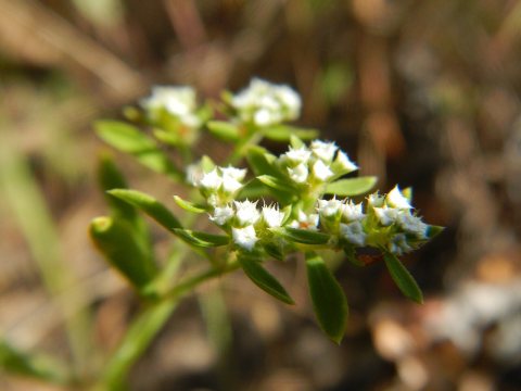 Paronychia drummondii