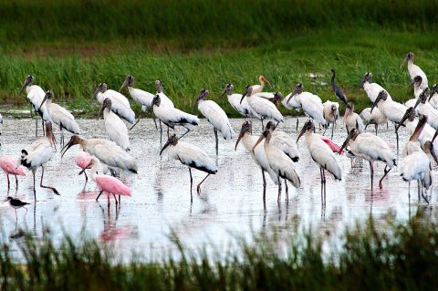 Wood Storks Etc Brazoria Nwr Texas