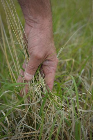 A hand pulls back grass for inspection on pastureland in Anson, Texas