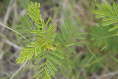 Close up photograph of fern in Anson, Texas