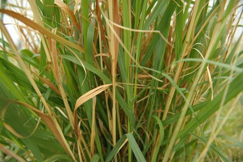 Close up of grass in pasture in Anson, Texas