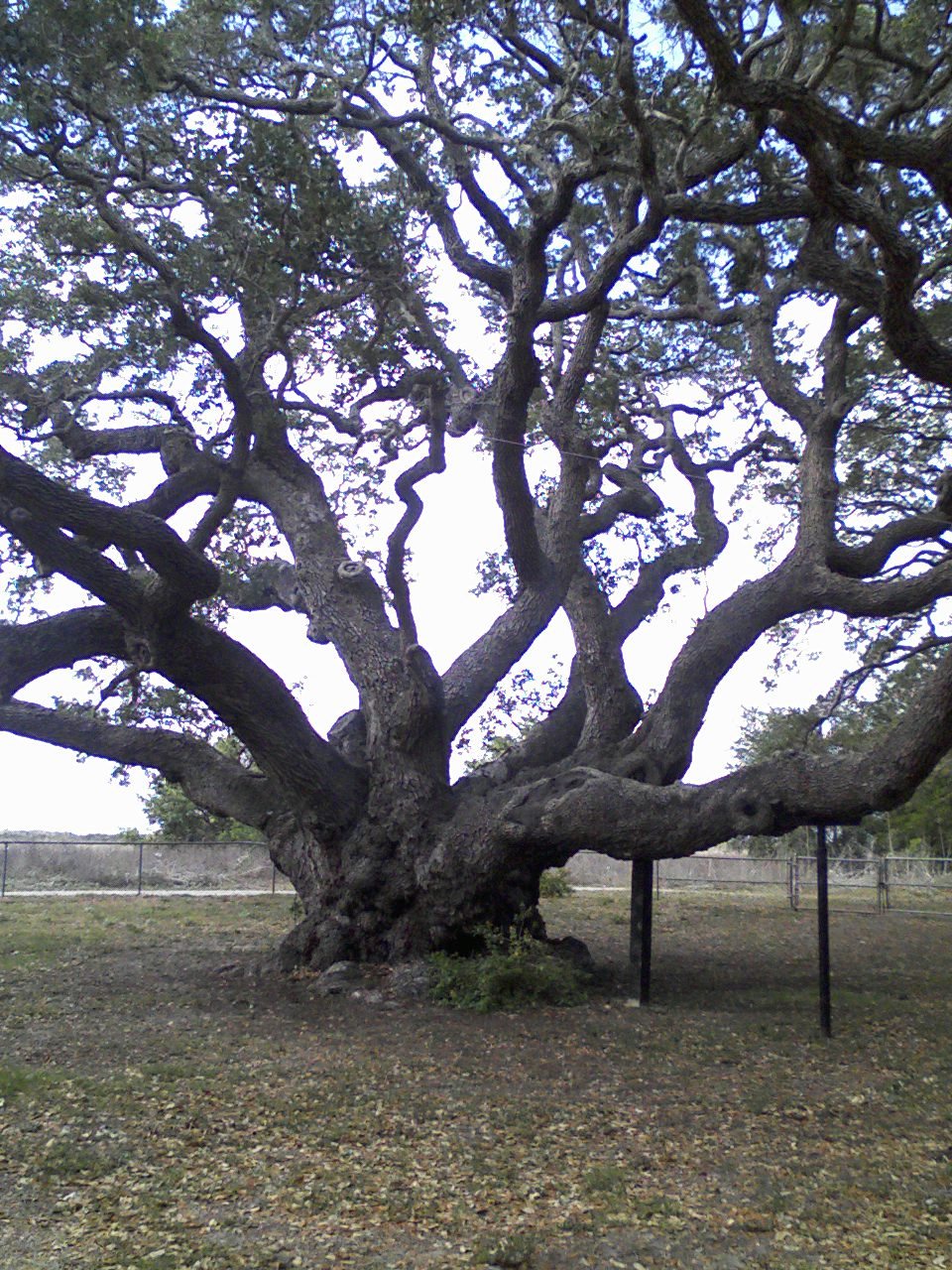 1,000 Year Old Live Oak Tree - Texas Gulf Coast