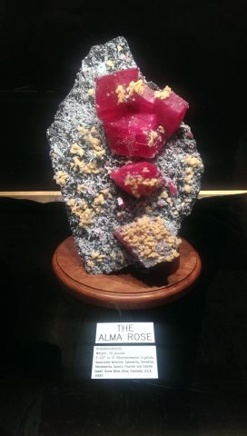 The Alma Rose