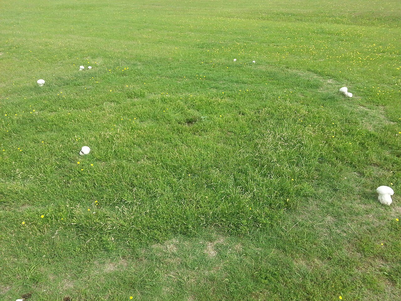 Fairy Circle