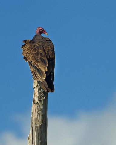 Turkey Vulture Brazoria Nwr Texas