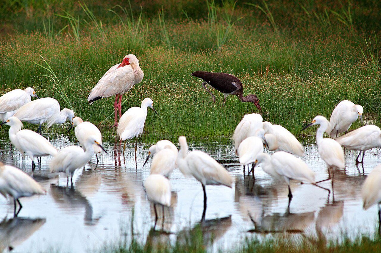Ibisses Ibi Ibiss Multibis And Egrets Brazoria Nwr Texas