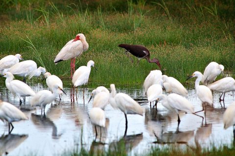 Ibisses Ibi Ibiss Multibis And Egrets Brazoria Nwr Texas