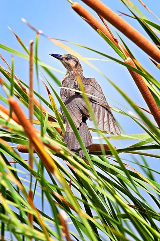 No Clue Brazoria Nwr Texas