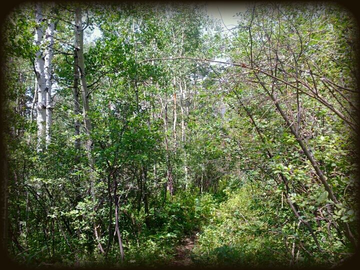 Aspen Forest at Vega Reservoir
