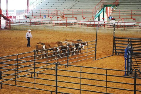 Ron Gill, Texas AgriLife Extension livestock specialist and effective stockmanship instructor, demonstrates effective s…
