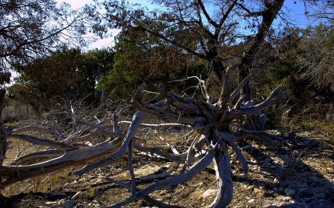 Dead Tree Stump, Stillwater Park, Texas