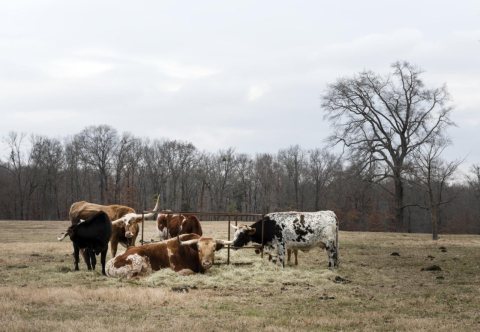 Cattle on a ranch near Mount Pleasant, Texas