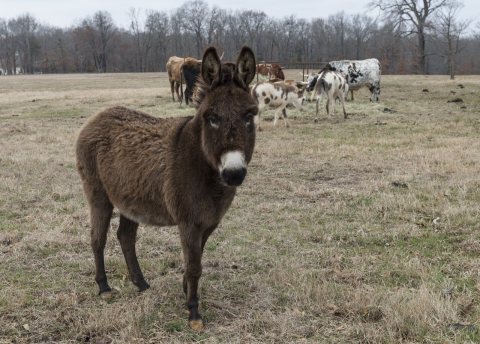 Handsome donkey on a farm near