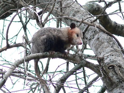 Nordopossum