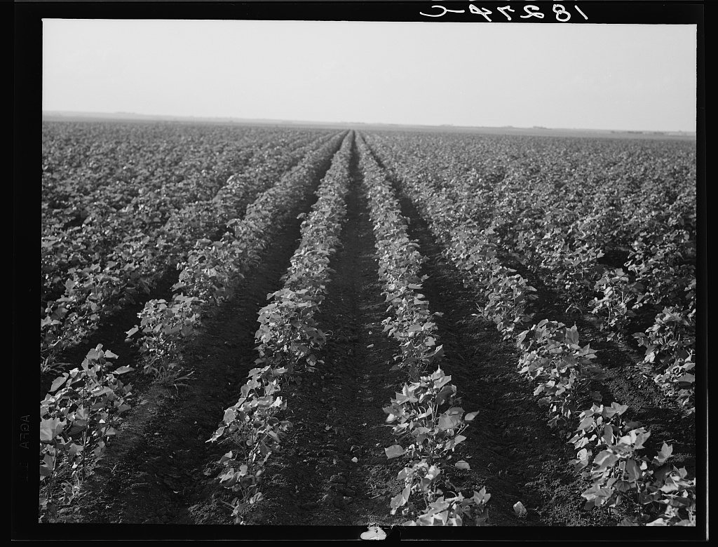 The Black Wax area of Texas is the outstanding cotton producing section of the western cotton belt. Near Georgetown, Te…