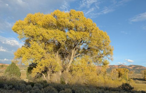 Cotton wood tree near