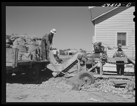 Sorting, grading and bagging early potatoes to be hauled by truck and shipped to all parts of the country. Gilcrest, Co…