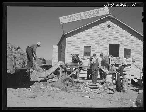 Untitled photo, possibly related to: Sorting and grading and bagging early potatoes to be hauled by truck andshipped to…