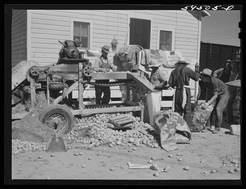Sorting and grading and bagging early potatoes to be hauled by truck and shipped to all parts of the country. Gilcrest,…