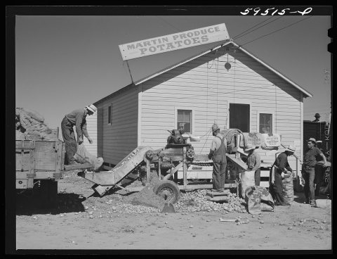 Sorting and grading and bagging early potatoes to be hauled by truck and shipped to all parts of the country. Gilcrest,…