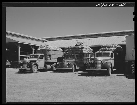 Truckloads of potatoes in front of sorting, grading and bagging sheds. From here they are shipped to all parts of the c…