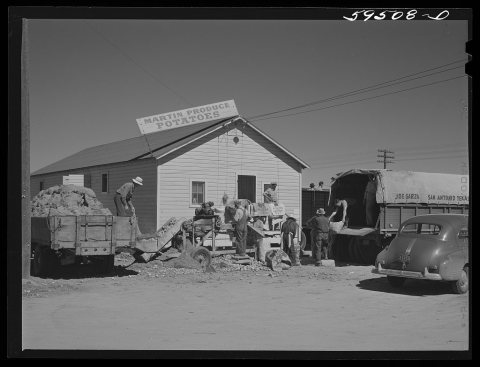 Truckloads of potatoes in front of sorting, grading, and bagging sheds. From here they are shipped to all parts of the …