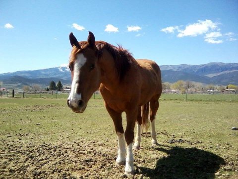 Curious Horse