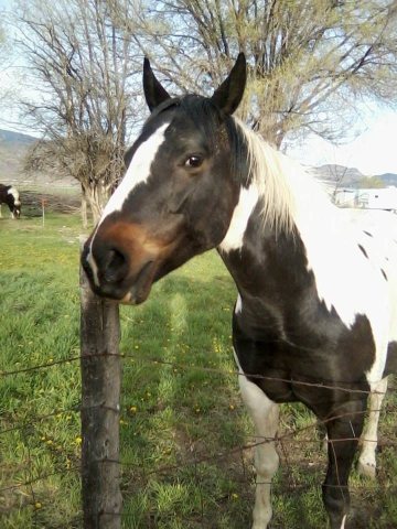 Black and White Horse