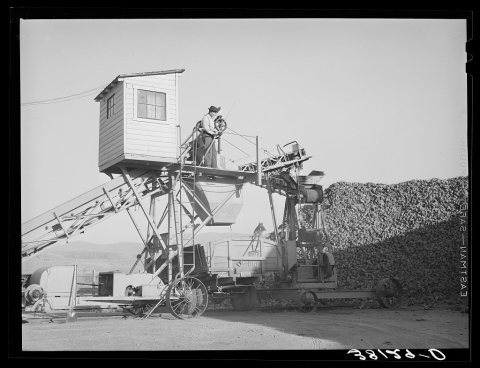 Unloader and distributor of sugar beets at sugar beet plant. Lewiston, Utah