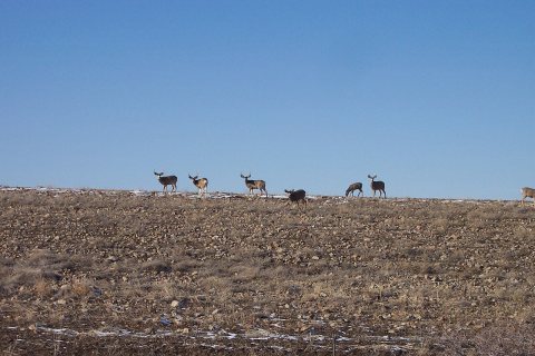 Bucks