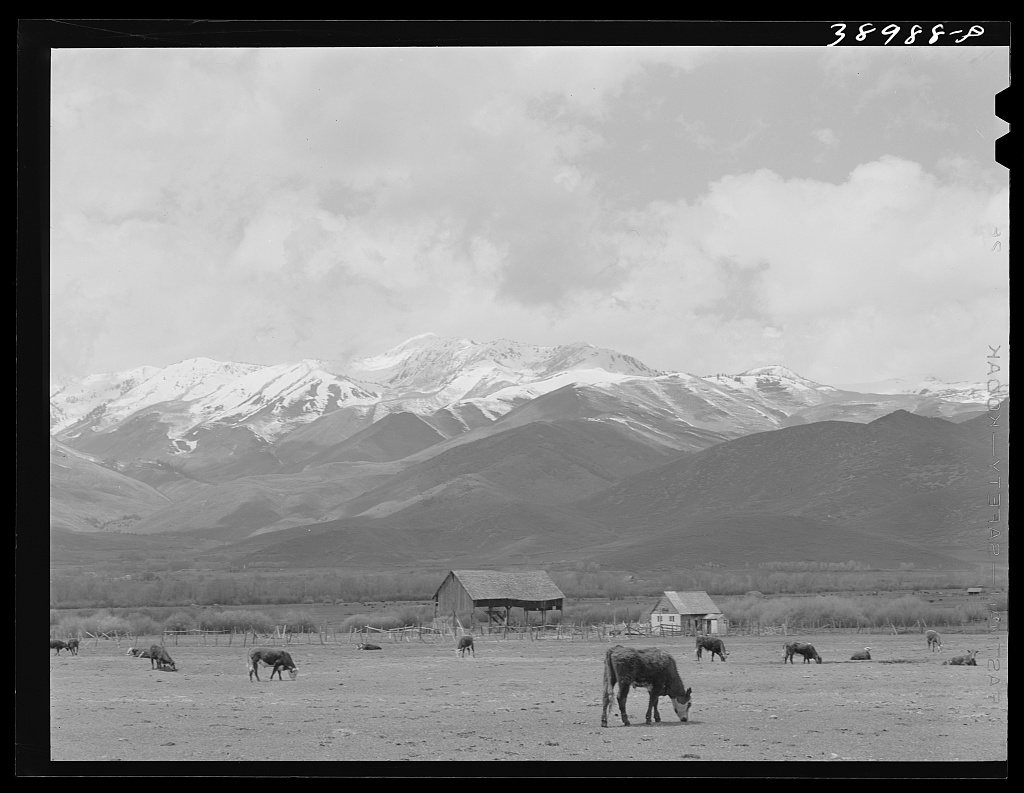 Pasture and snow-covered Uinta Mountains in the spring. Heber, Utah