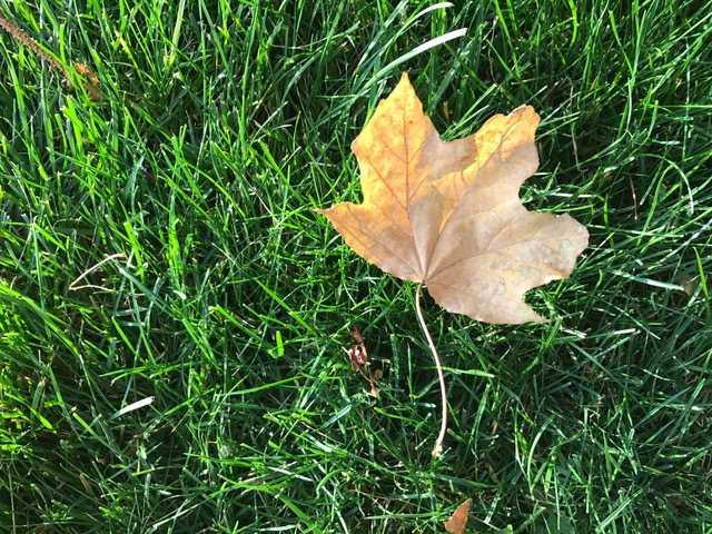 Leaf on Grass