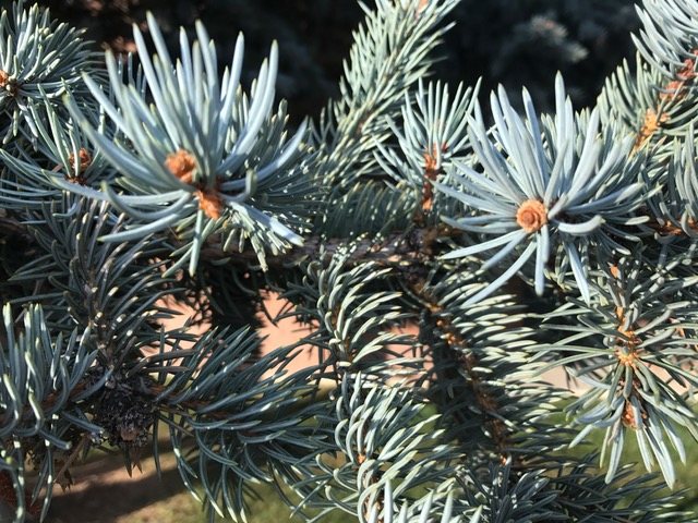End of Pine Branch