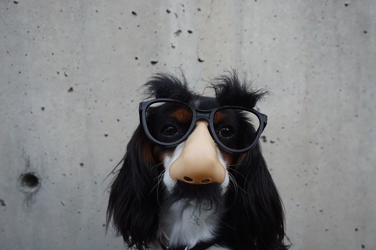 Dog in disguise (Unsplash)