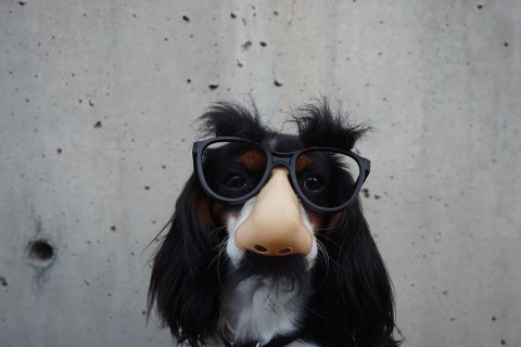 Dog in disguise (Unsplash)