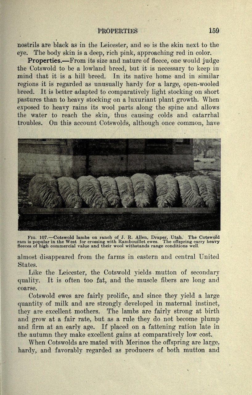 Productive sheep husbandry (Page 159)