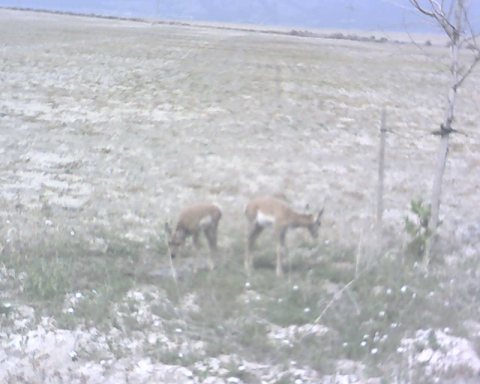 Baby Antelope Grazing