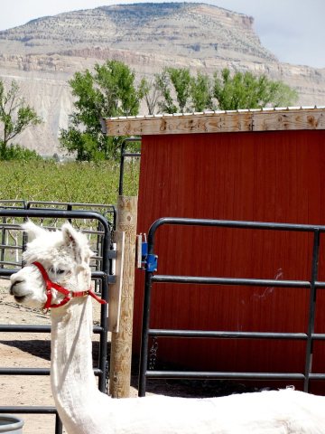 Alpaca Farm Tours