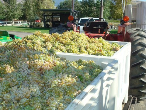 Semillon Grapes